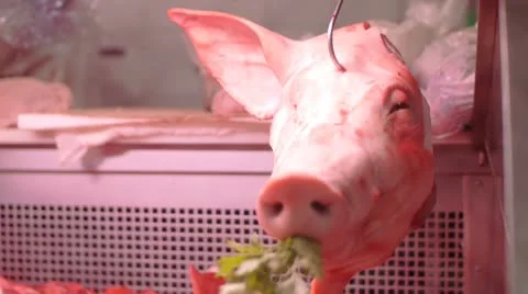 Smiling Pig in the Market Stock Footage 8856021