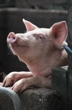 Smiling Pig Stock Photos