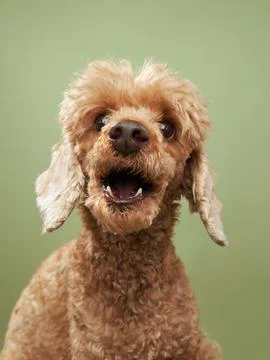 Smiling Poodle with a Happy Expression Stock Photos