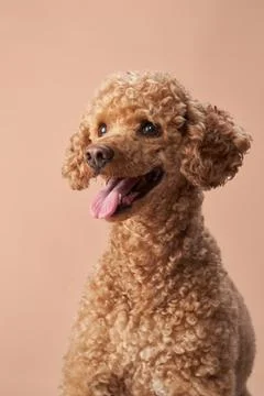 Smiling Poodle with a Light Brown Background Fotos de archivo