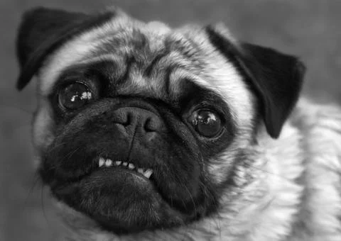 The Smiling Pug Stock Photos