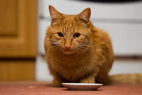 Smiling red cat Stock Photos