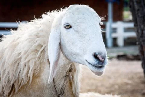 Smiling sheep on the ground 写真素材