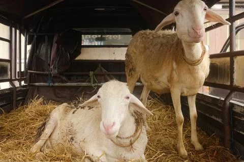 Smiling sheep Stock-Fotos