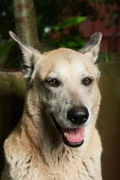 Smiling shepherd portrait Stock Photos
