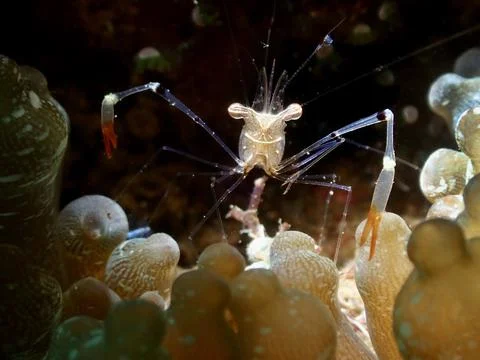 Smiling Shrimp Stock Photos