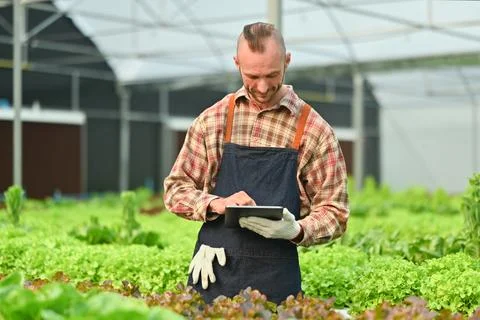 Smiling smart farmer in apron using digital tablet and checking quality of green Stock Photos