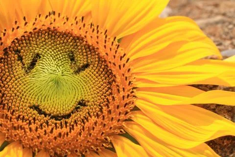 Smiling sunflower Stock Photos
