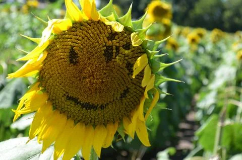 Smiling sunflower Foto stock