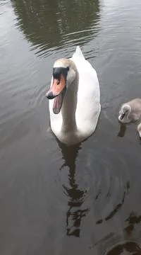 A smiling swan Stock Photos