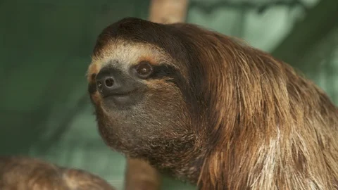 Smiling three-toed Sloth, Costa Rica Sanctuary Stock Footage 111046485