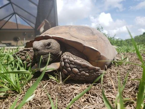 Smiling Tortoise Foto stock