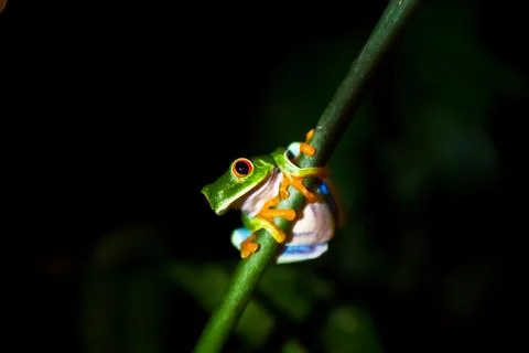 Smiling tree frog Stock Photos