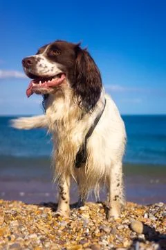 Smiling Wagging Tail Pet Spaniel with Beach Background Stock Photos