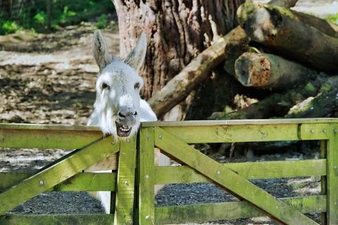 Smiling White Donkey Stock Photos