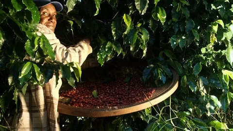 Smiling woman from Brazil picking red coffee seed on coffee plantation. Stock Footage