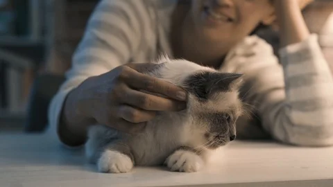 Smiling woman caressing her cat at home Stock Footage 89834341