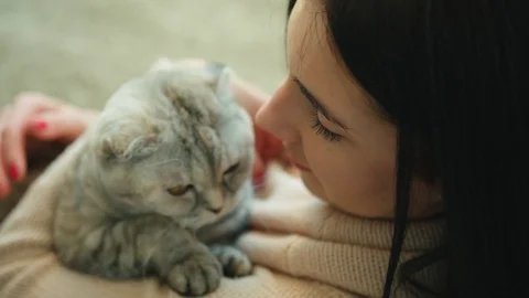 Smiling woman siting on couch with scottish fold at home and hug him . Close up Stock Footage