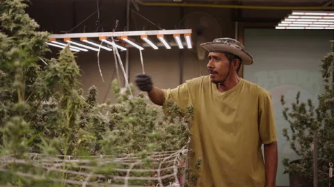 Smiling worker smelling marijuana plants to check the quality in a legal Stock Footage 235560246