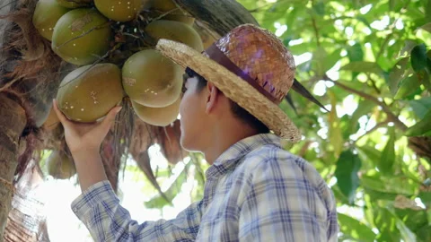 A smiling young Asian farmer is picking up small and short coconuts Stock Footage 145354231