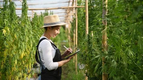 Smiling young smart farmer using digital tablet to monitor control marijuana or Stock Photos