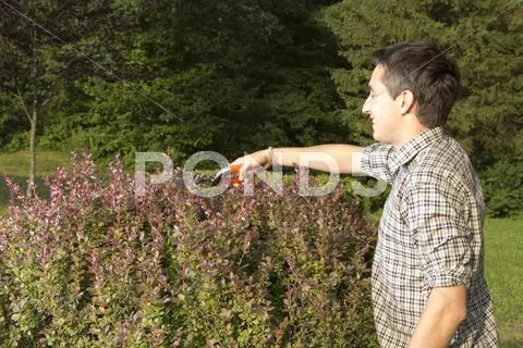 Smilling man cutting and trimming hedges Stock Photos