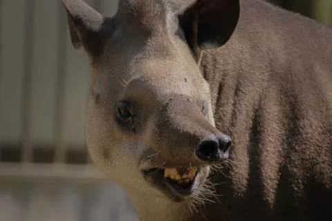 Smilling tapir Stock Photos