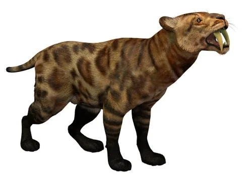 Smilodon cat on white Stock Illustration