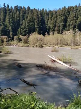 The Smith River overflowing in spring Stock Photos