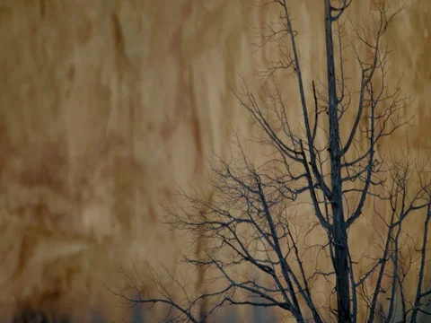 Smith Rock bare tree Close up against rock face Video stock 83229747
