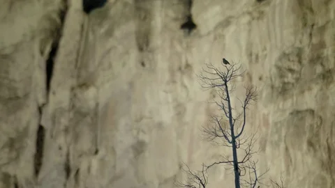 Smith Rock bird flutters from tree top to branch against massive rock wall Stock Footage 83230791