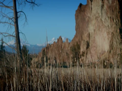 Smith Rock Reeds in foreground bare tree Stock Footage 83230311