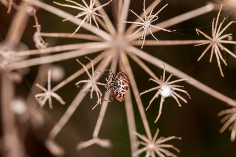 Smith wingless Stock-Fotos