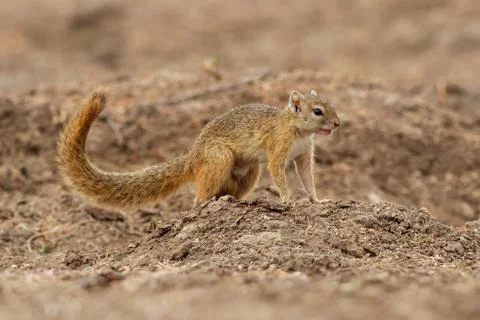 Smiths bush squirrel - Paraxerus (Sciurus) cepapi known as the yellow-footed  Stock Photos