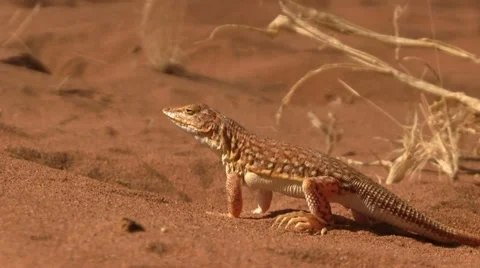 Smith's Desert Lizard Stock Footage 12148296