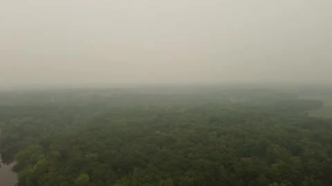 Smog over a Midwest US Forest Видео 267441267