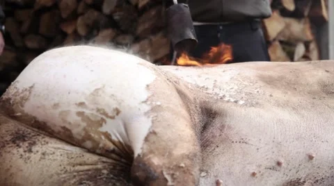 Smoke after burning slaughtered pig Video stock 47931656
