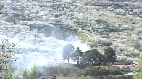 Smoke from agricultural burning in cherry tree field Stock Footage 49056860
