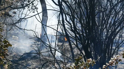 Smoke and ashes after a forest fire Stock Footage 65215396