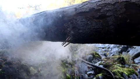 Smoke and fallen tree Stock Photos