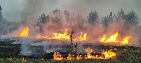 Smoke and fire on the field Vídeos de archivo 238695969