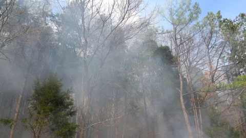 Smoke and Flame during Controlled Burn at Mammoth Cave National Park Stock Footage 73901972