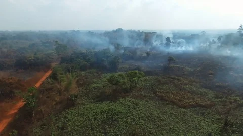 Smoke and forest fire Stock Footage 80562190