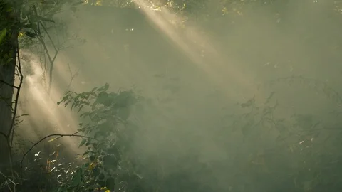 Smoke and Light Rays in Forest Stock Footage 96333560