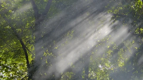 Smoke and sunlight pass through trees in tropical rain forest. Video stock 119792689