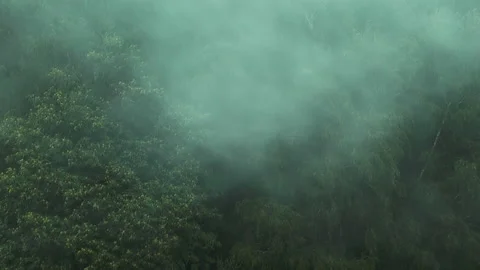 Smoke and trees (1) Stock-Footage 146647088