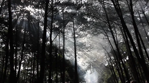 Smoke and trees Stock Footage 34311795