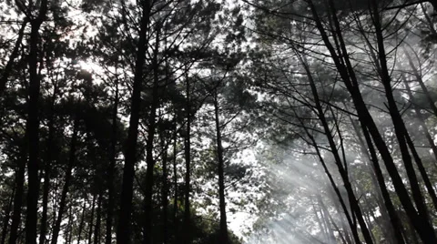 Smoke and trees Stock Footage 34314846