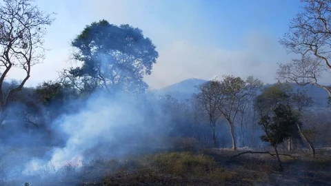 Smoke arising from floor in forest fire in sunny summer afternoon. Stock Footage 103500832