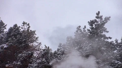 The smoke in the background of snowy pine trees Stock Footage 71362782